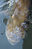 A big musky that fell for a small inline spinner during the summer of 2014.